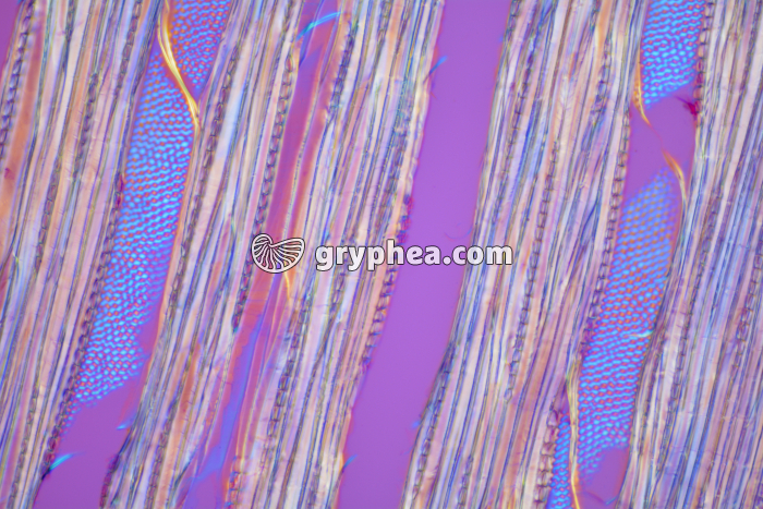 Vaisseaux ponctués - Peuplier noir x25 - gryphea.com